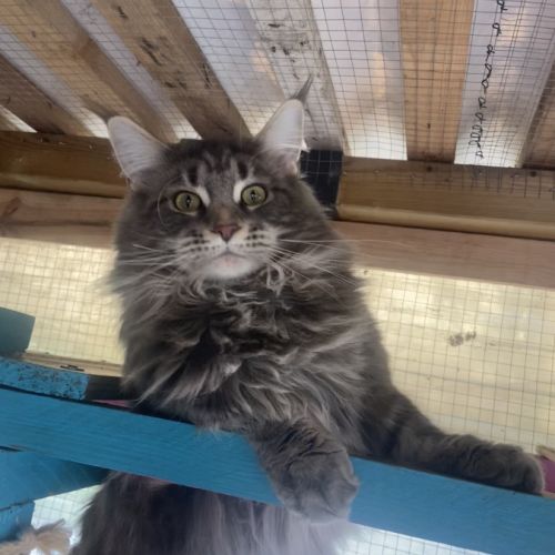 Maine coon loof black silver tabby – fils de champ