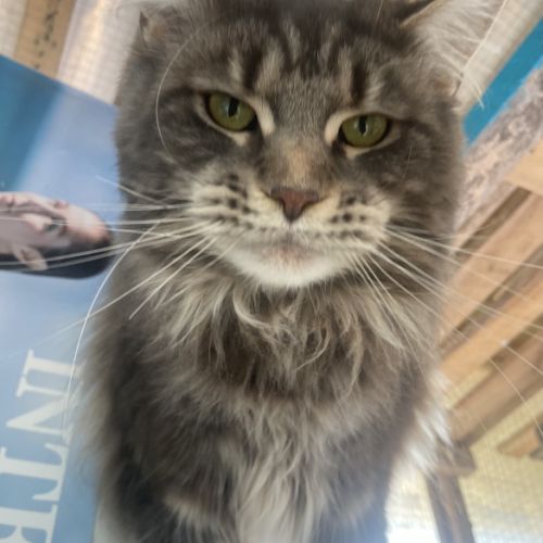 Maine coon loof black silver tabby – fils de champ #4