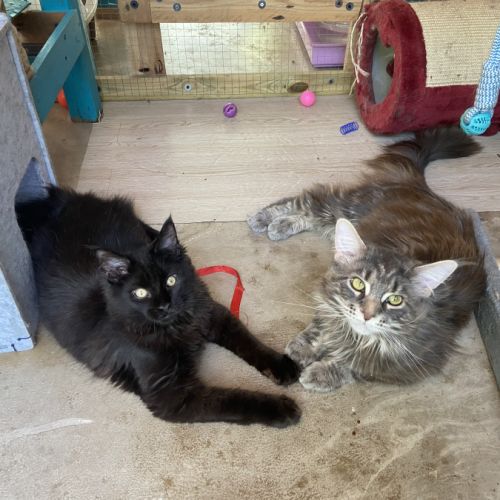 Maine coon loof russe – fils de champion