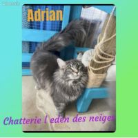 Maine coon loof black silver tabby – fils de champ #0