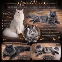 Maine coon loof black silver tabby – fils de champ #2