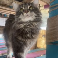 Maine coon loof black silver tabby – fils de champ