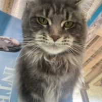 Maine coon loof black silver tabby – fils de champ #4