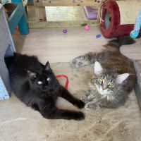 Maine coon loof russe – fils de champion