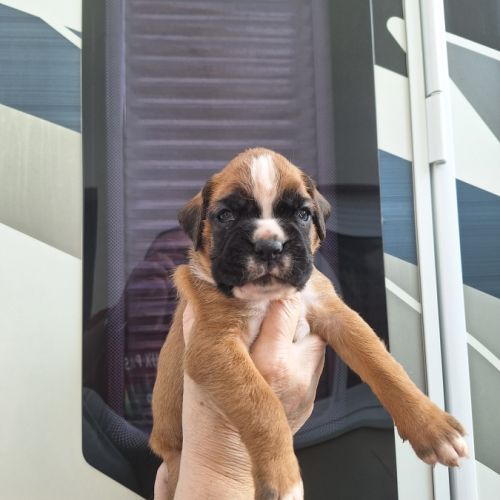 Chiots boxer male et femelle fauve #0