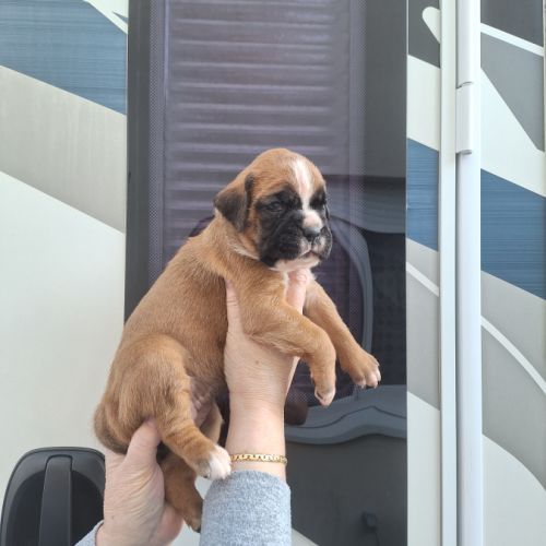 Chiots boxer male et femelle fauve #2