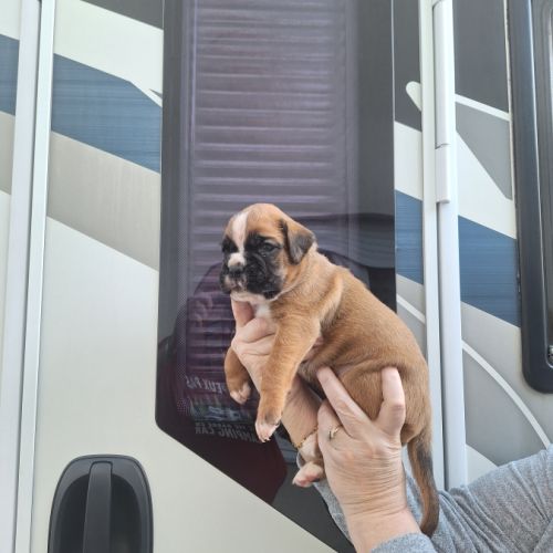 Chiots boxer male et femelle fauve #3