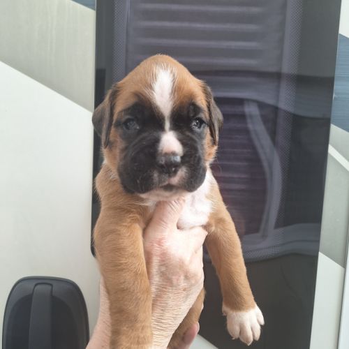 Chiots boxer male et femelle fauve #4