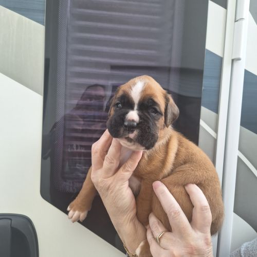 Chiots boxer male et femelle fauve #6
