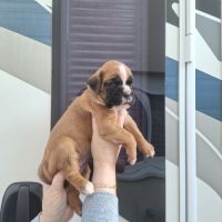 Chiots boxer male et femelle fauve #2