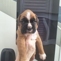 Chiots boxer male et femelle fauve #4