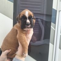 Chiots boxer male et femelle fauve #5