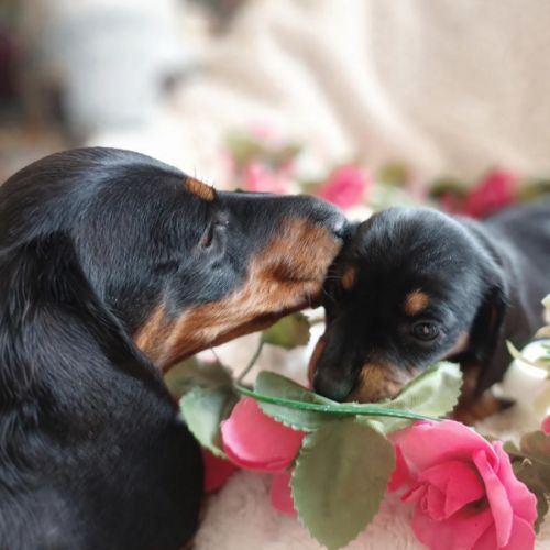 Chiots teckel nain poil ras disonibles #0