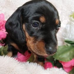 Chiots teckel nain poil ras disonibles #2