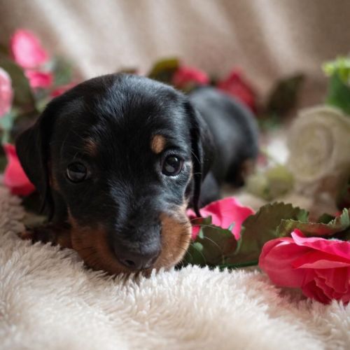 Chiots teckel nain poil ras disonibles #4