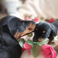 Chiots teckel nain poil ras disonibles