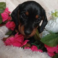 Chiots teckel nain poil ras disonibles #3