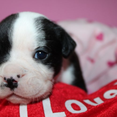 Chiot bulldog continental a réserver #5