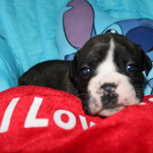 Chiot bulldog continental a réserver #7