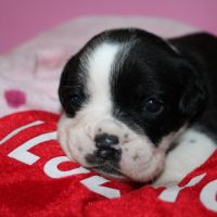 Chiot bulldog continental a réserver #1