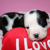 Chiot bulldog continental a réserver #2