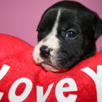 Chiot bulldog continental a réserver #0