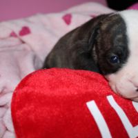 Chiot bulldog continental a réserver #4