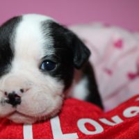 Chiot bulldog continental a réserver #5