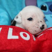 Chiot bulldog continental a réserver #6