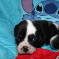 Chiot bulldog continental a réserver #8