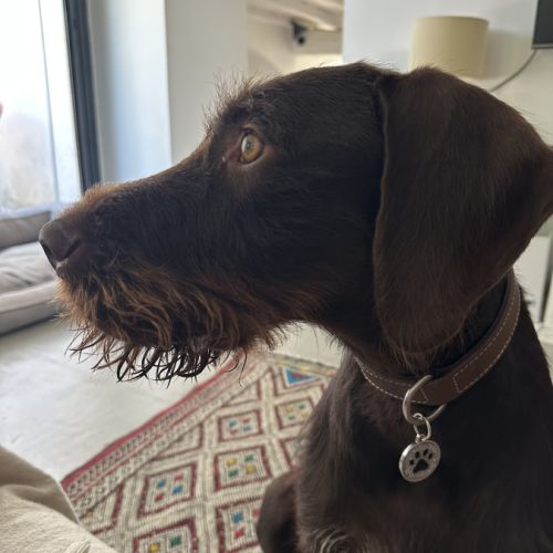 Nox, jeune griffon korthals affectueux #1