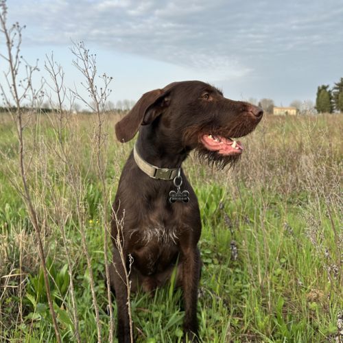 Nox, jeune griffon korthals affectueux #2