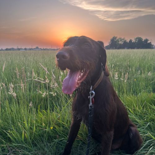 Nox, jeune griffon korthals affectueux #0