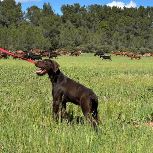 Nox, jeune griffon korthals affectueux #5