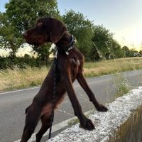 Nox, jeune griffon korthals affectueux #3