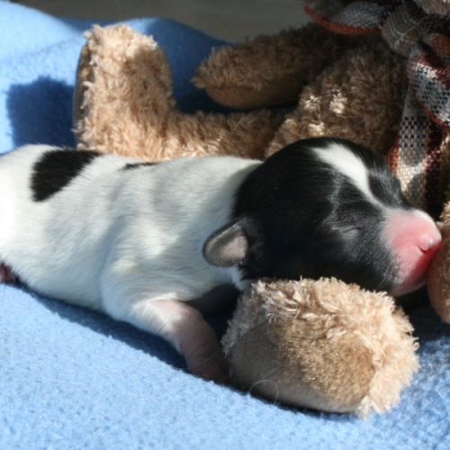 Magnifiques chiots épagneul nain continental #1