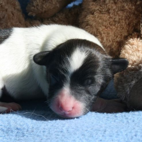 Magnifiques chiots épagneul nain continental #0