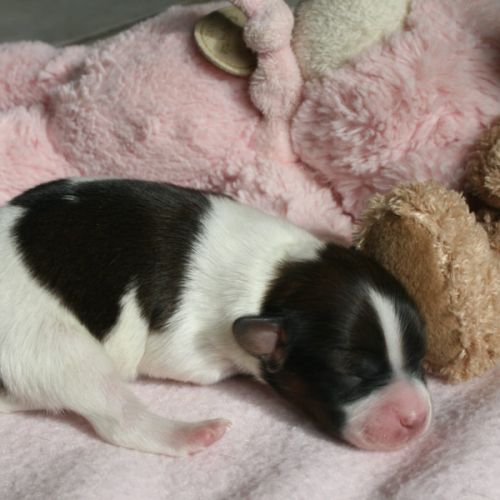 Magnifiques chiots épagneul nain continental #3