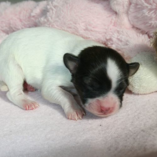 Magnifiques chiots épagneul nain continental #5