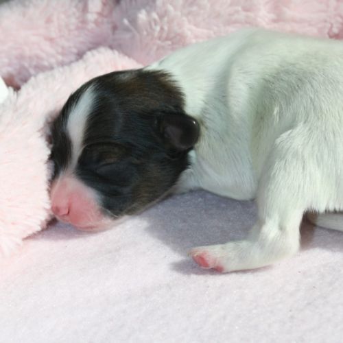 Magnifiques chiots épagneul nain continental #7