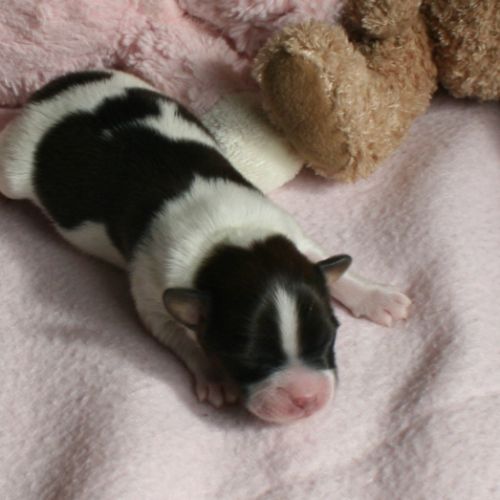 Magnifiques chiots épagneul nain continental #8