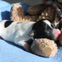 Magnifiques chiots épagneul nain continental #1