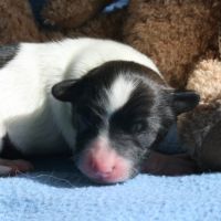 Magnifiques chiots épagneul nain continental