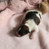 Magnifiques chiots épagneul nain continental #4