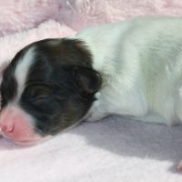 Magnifiques chiots épagneul nain continental #6