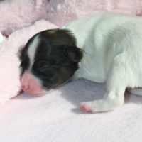 Magnifiques chiots épagneul nain continental #7