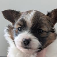 Magnifiques chiots épagneul nain continental