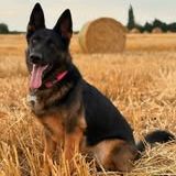 Chien pepsi à l adoption #1