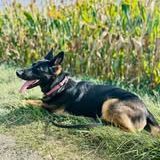 Chien pepsi à l adoption