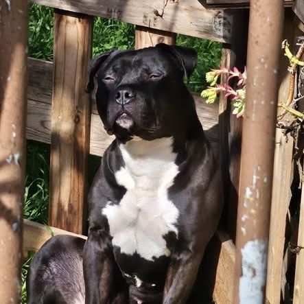 Chien tyson à l adoption #0